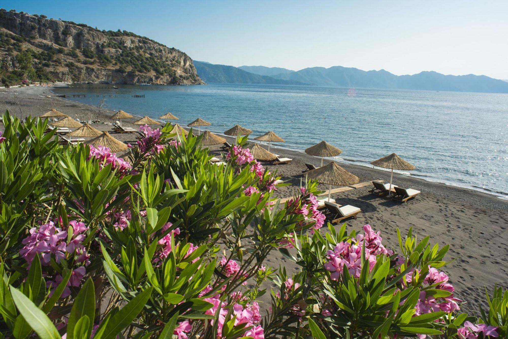 Kaktus, Florya Marmaris